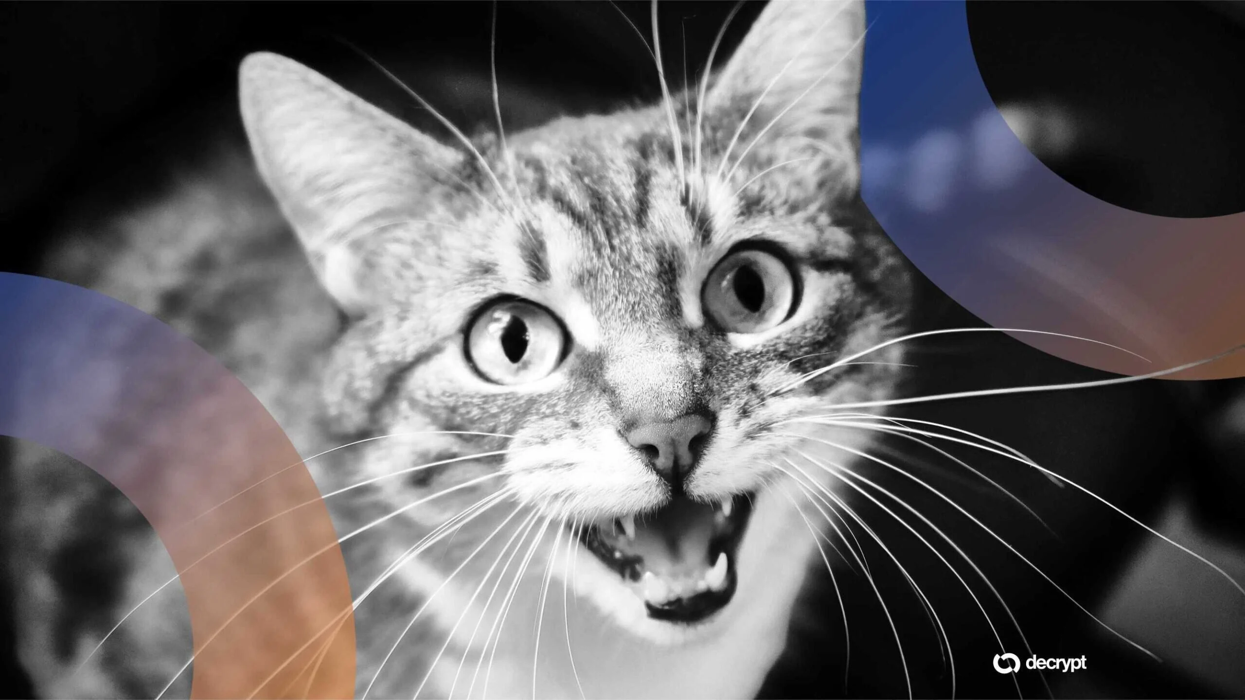 Can AI Crack the Cat Code? Baidu Thinks So