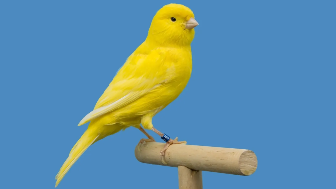 Canary Files for Staked Injective ETF as Interest in Altcoin Funds Grows