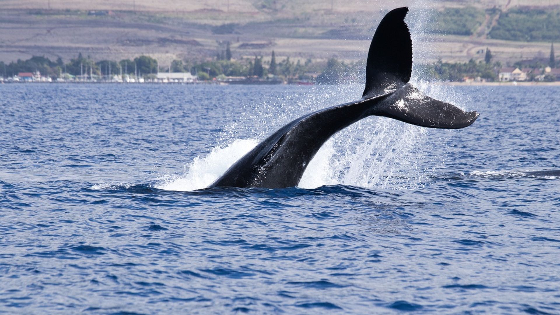 Crypto's Most Watched Whale Gets Fully Liquidated After Placing Billions in Risky Bets
