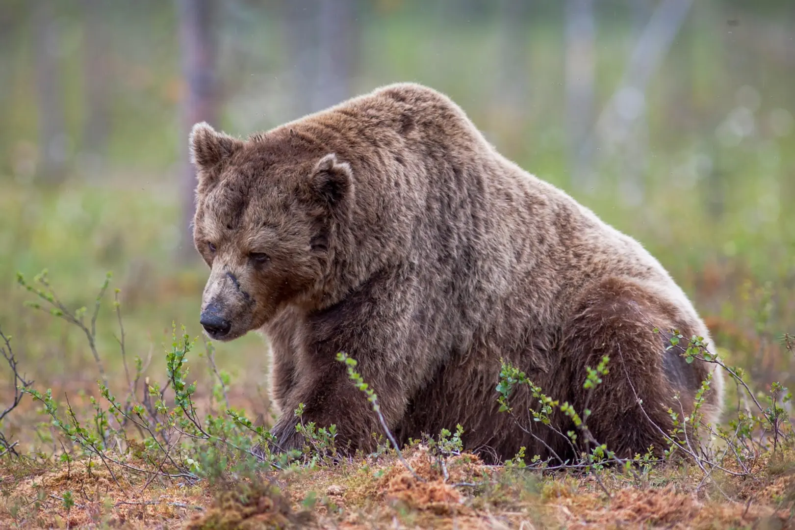 Leveraged Bearish Strategy ETF Surges 19%, Signals Dour Outlook for MSTR and Bitcoin